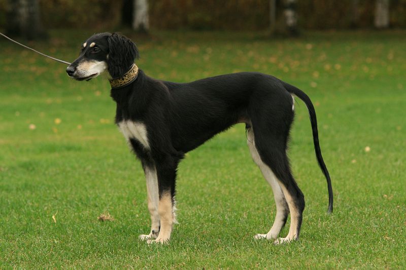 pelto_hvk_alepan_lapset 335.jpg